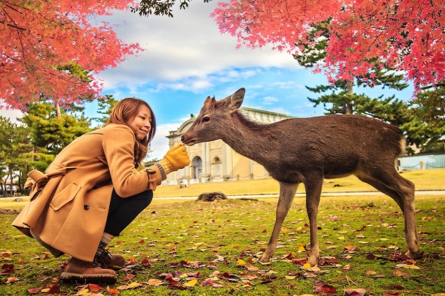 Khám phá nét độc đáo của công viên Nara Park – Nhật Bản