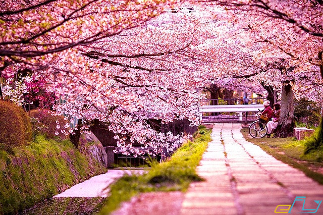 Bỏ túi những kinh nghiệm du lịch Nhật Bản mùa hoa anh đào tuyệt đẹp