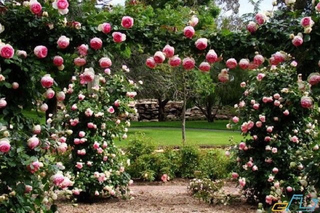 vườn hoa hồng ở sapa