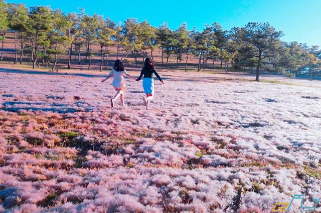 đồi cỏ hồng ở đà lạt mùa tháng 5