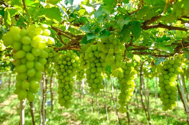 Đặc sản Ninh Thuận mua về làm quà