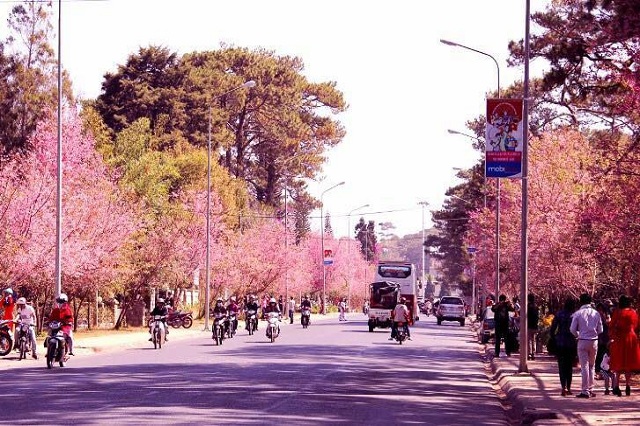 Mùa hoa anh đào Đà Lạt năm 2019
