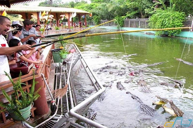 tham gia câu cá sấu tại khu du lịch phù sa cần thơ