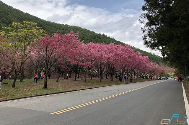 Khám phá khu vui chơi rừng hoa anh đào Vũ Lăng Đài Loan