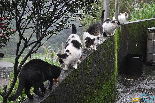 những ngôi làng cổ Đài Loan: làng mèo houdong