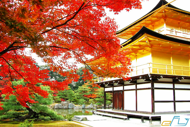 Kinh nghiệm du lịch Chùa Vàng Kinkakuji Nhật Bản