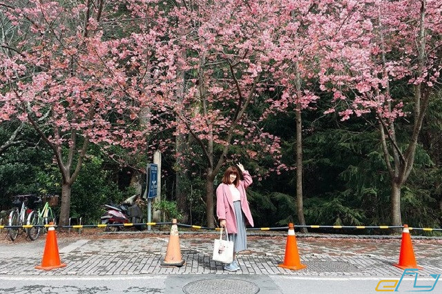 Những địa điểm lý tưởng nhất để ngắm rừng hoa anh đào Taipei Đài Loan