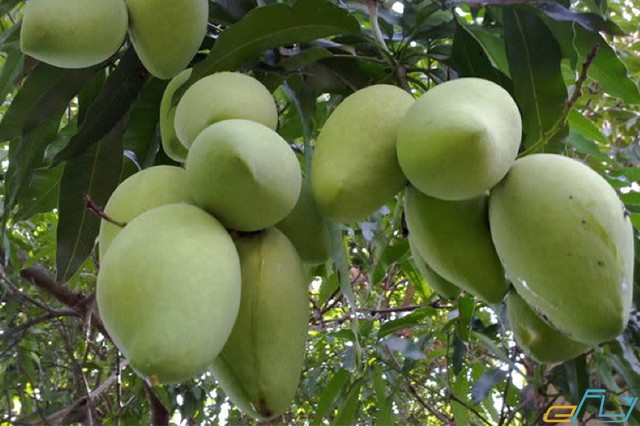 Oanh tạc 3 vườn trái cây nổi tiếng sát vách Sài Gòn trong mùa trái cây ở miền tây