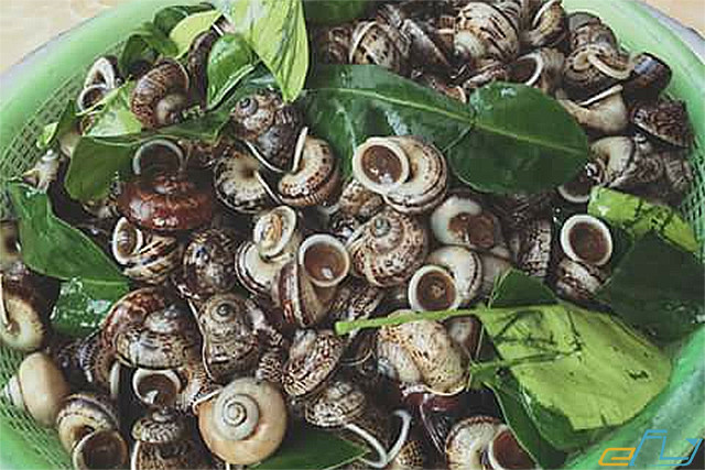 Ốc núi Ninh Bình ngon giá rẻ